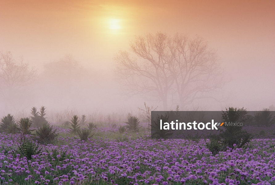 Arena Verbena (Abronia sp) amanecer brumoso, Hill país, Texas