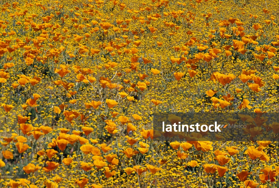 California Poppy (Eschscholzia californica) y flores de milenrama dorada (Eriophyllum lanatum), Cali