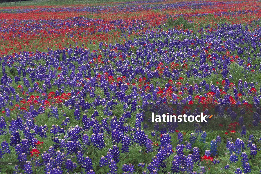 La arena Bluebonnet (Lupinus subcarnosus) y brocha (Castilleja sp) flores, Hill Country, Texas