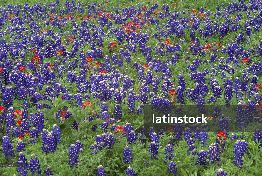 La arena Bluebonnet (Lupinus subcarnosus) y brocha (Castilleja sp) flores, Hill Country, Texas