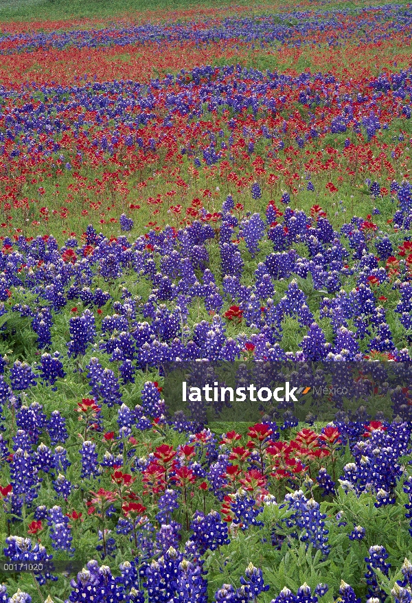 La arena Bluebonnet (Lupinus subcarnosus) y brocha (Castilleja sp) flores, Hill Country, Texas