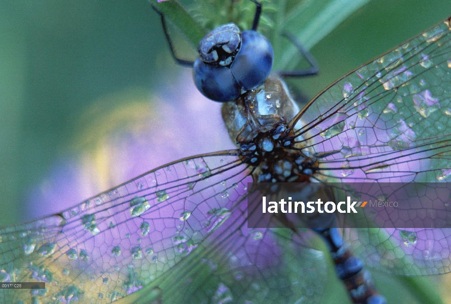 Libélula de Halconero meridional (Aeshna cyanea) cerrar, humedad en las alas, Nuevo México