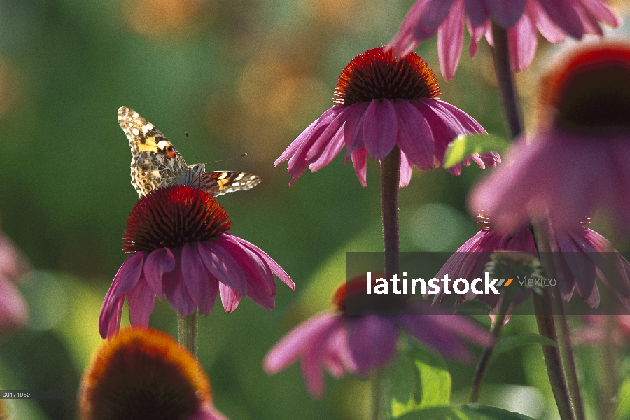 Americana señora pintada (Cynthia virginiensis) mariposa en cónica (Echinacea sp), Nuevo México