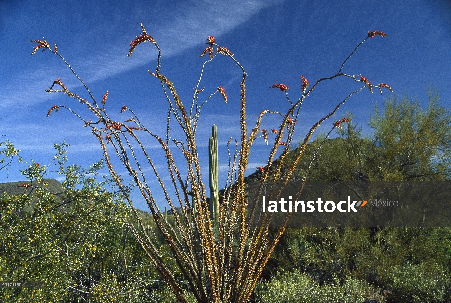 Ocotillo (Fouquieria splendens) Saguaro (Carnegiea gigantea) Greasewood (Sarcobatus sp) y Palo Verde