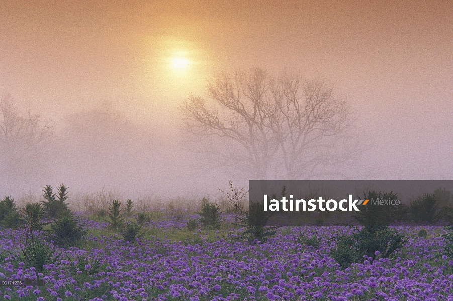 Arena Verbena (Abronia gracilis) amanecer campo y niebla por la mañana en un desnudo árbol, país de 