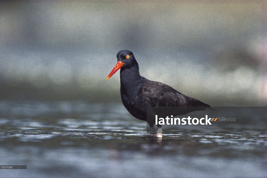 Negro Ostrero (Haematopus bachmani) vadeando en el agua, buscando comida, isla de Vancouver, Columbi