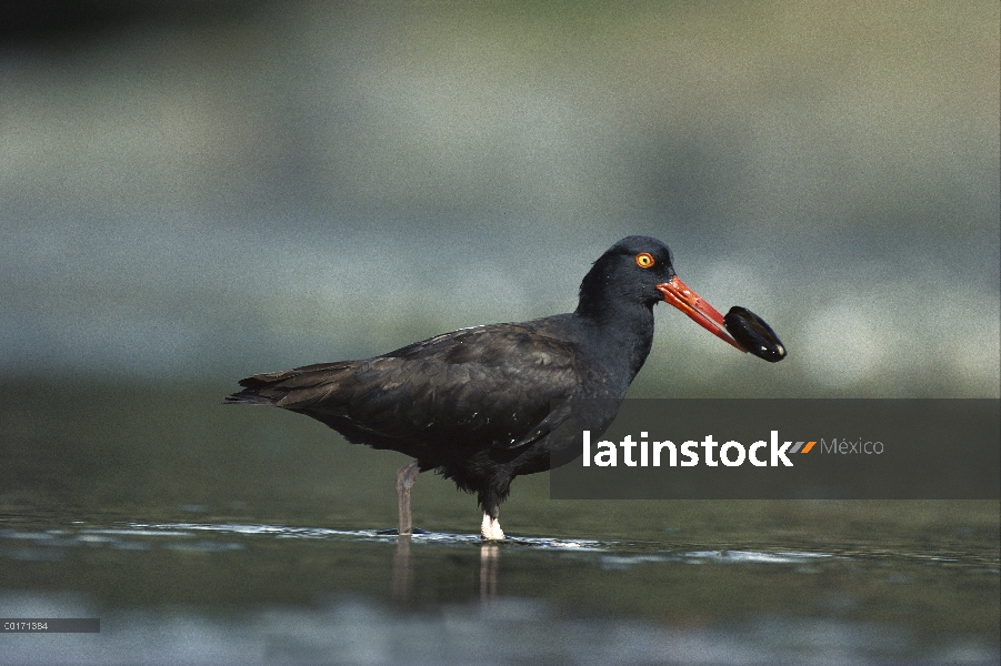 Ostrero negro (Haematopus bachmani) con mejillones en su pico, isla de Vancouver, Columbia Británica