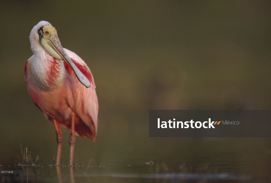 Espátula rosada (Platalea ajaja) adulto en plumaje, América del norte la cría