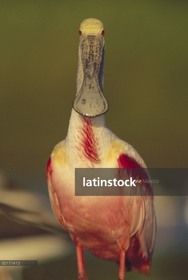 Espátula rosada (Platalea ajaja) adulto en plumaje, América del norte la cría