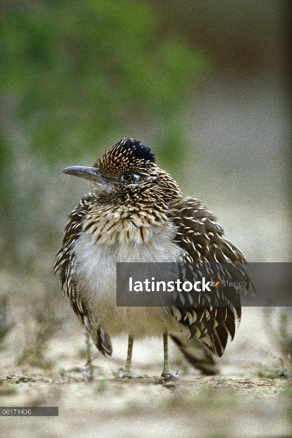 Mayor Correcaminos (Geococcyx californianus) hinchando plumas a thermoregulate, Parque Nacional Big 