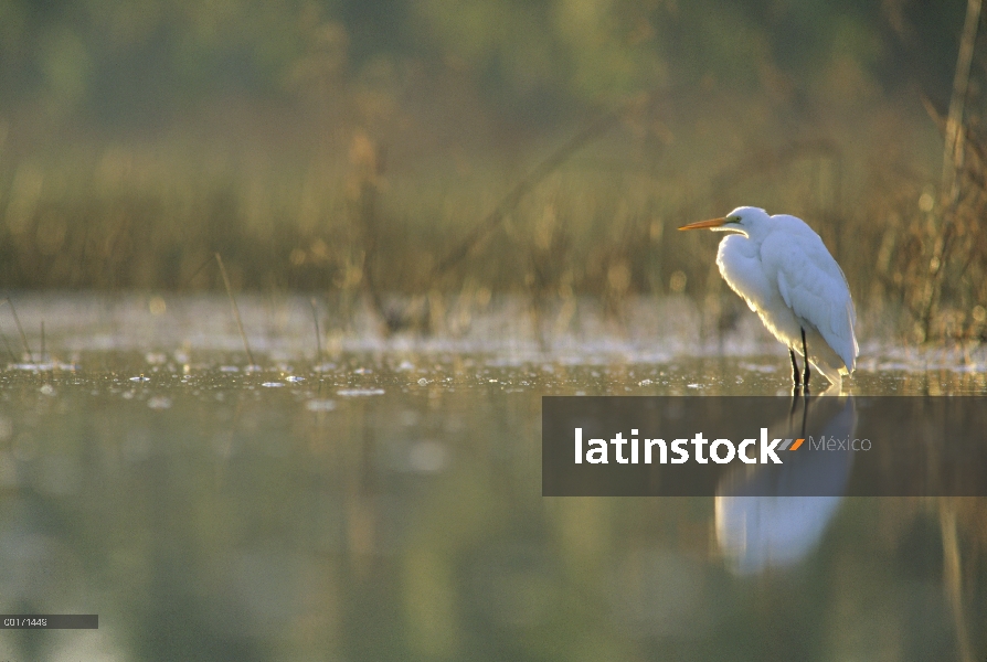 Gran Egret (Ardea alba) retroiluminado en pantano al atardecer, América del norte