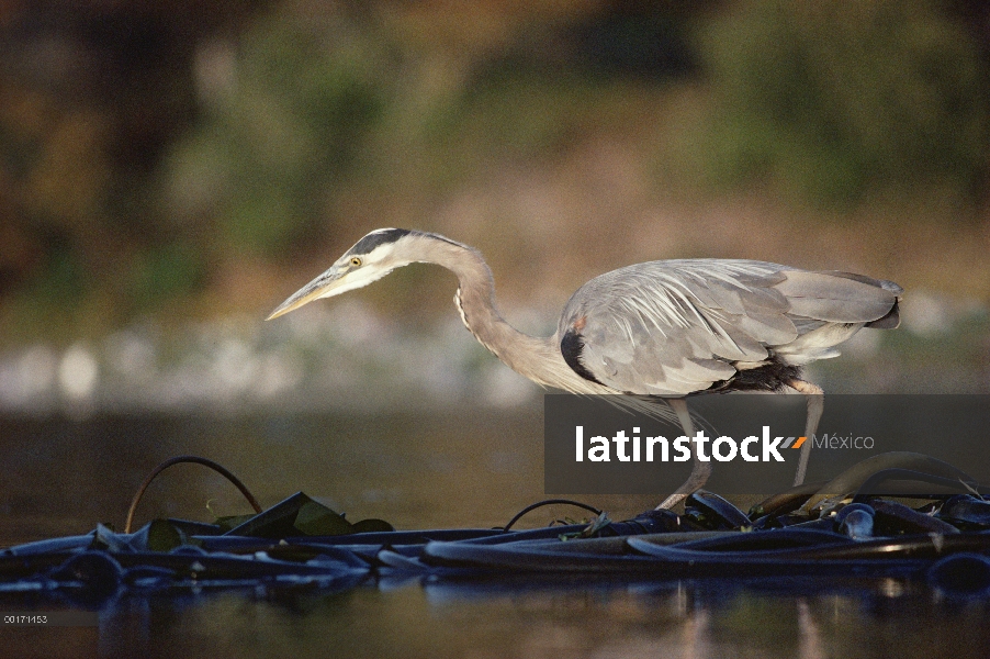 Gran garza azul (Ardea herodias) pesca de algas flotantes, América del norte