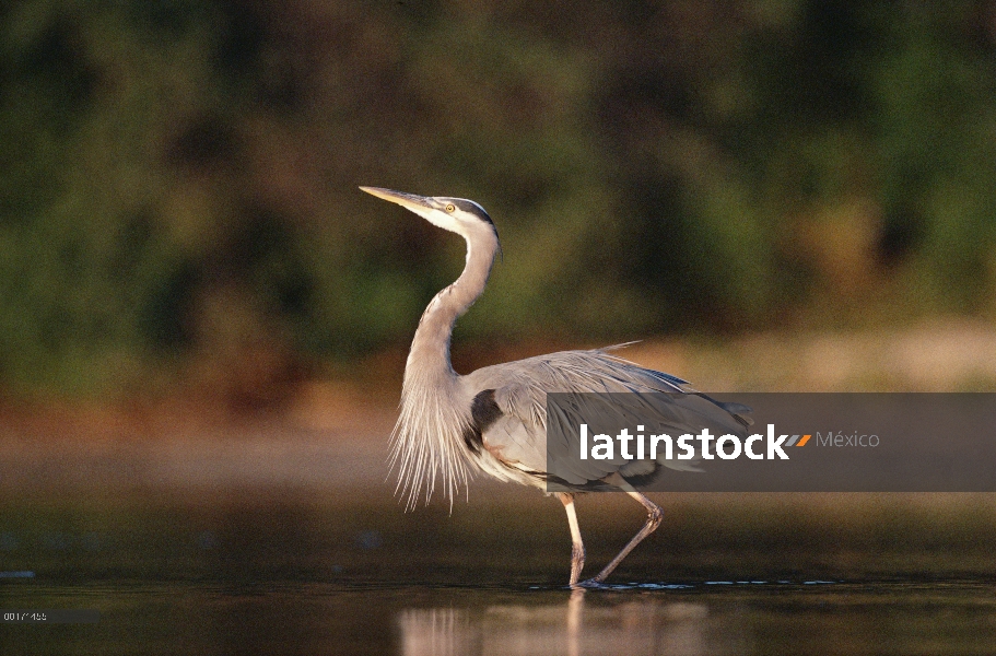 Gran Azul garzas (Ardea herodias) vadeando a través del agua, América del norte