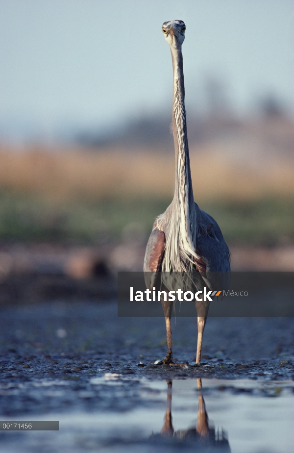 Gran Azul garzas (Ardea herodias) vadeando a través del agua, América del norte