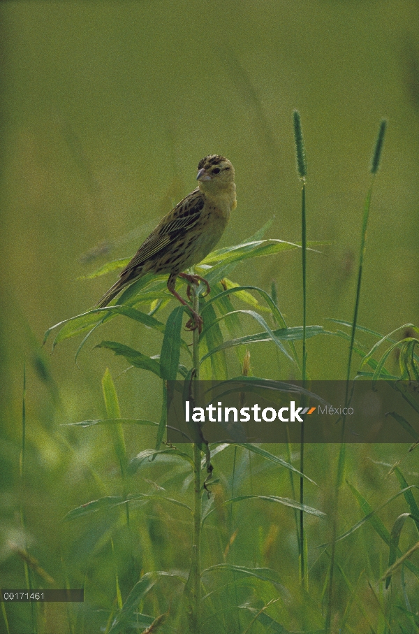 Charlatán (Dolichonyx oryzivorus) adulto posado sobre la vegetación, América del norte