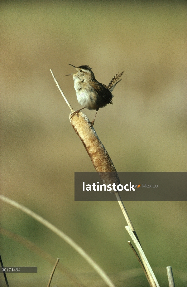 Marsh Wren (Cistothorus palustris) cantando mientras percha en una común totora (Typha latifolia), A