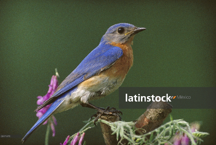 Este hombre Bluebird (Sialia sialis), Ontario, Canadá