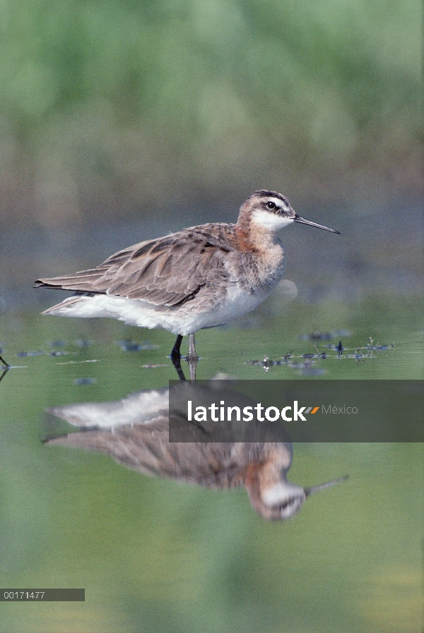 Falaropo (Phalaropus tricolor) adulto con reflexión, América del norte