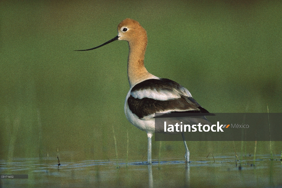 Avoceta americana (Recurvirostra americana) vadear aguas poco profundas, América del norte