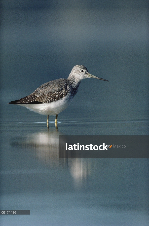 Pie adulto menor de Patiamarillo (Tringa flavipes) en aguas plácidas, América del norte