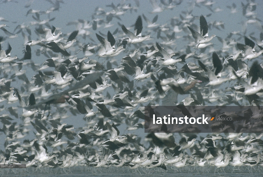 Rebaño de la avoceta americana (Recurvirostra americana) Erupción en vuelo, América del norte