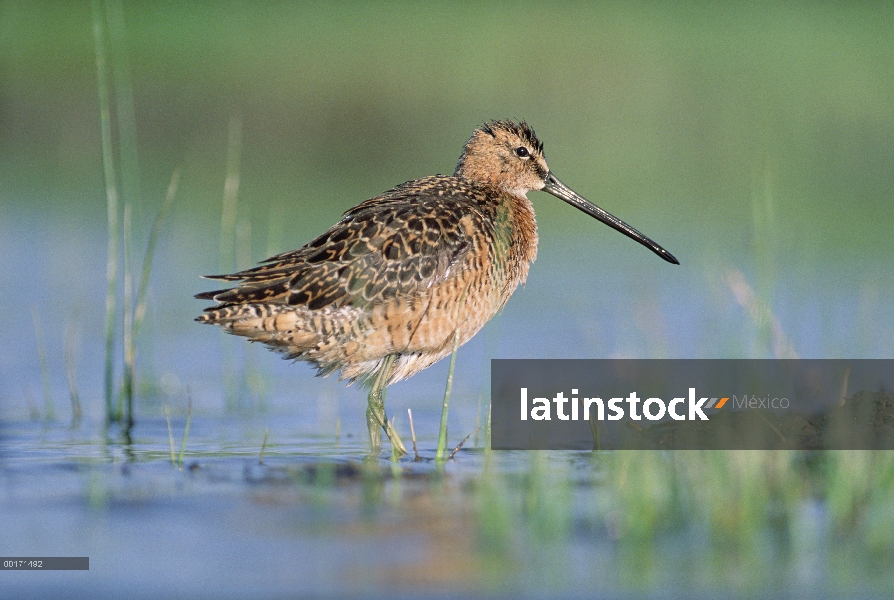 Limnodromus scolopaceus (Limnodromus scolopaceus) en la crianza de plumaje, América del norte