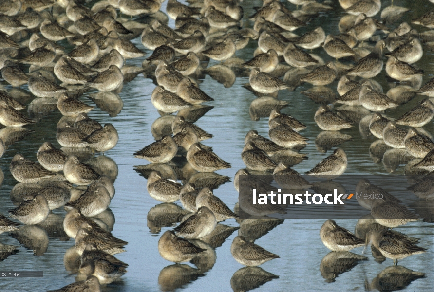 Rebaño de Limnodromus (Limnodromus scolopaceus) pico largo en aguas poco profundas, América del nort