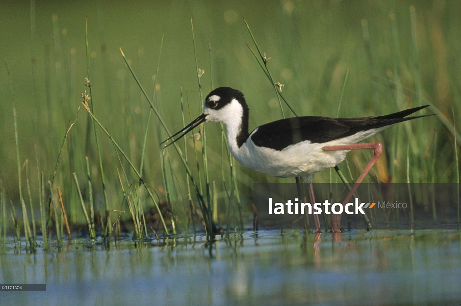 Cigüeñuela de cuello negro (Himantopus mexicanus) vadear a través de Cañas, América del norte