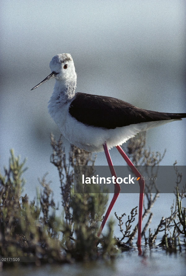 Cuello negro retrato de monjita (Himantopus mexicanus), América del norte