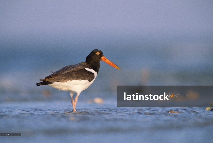 Ostrero Americano (Haematopus palliatus) vadear aguas poco profundas, América del norte