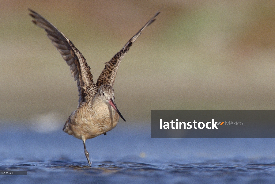 Aguja moteada (Limosa fedoa) estirar sus alas mientras está parado sobre una pierna, América del nor