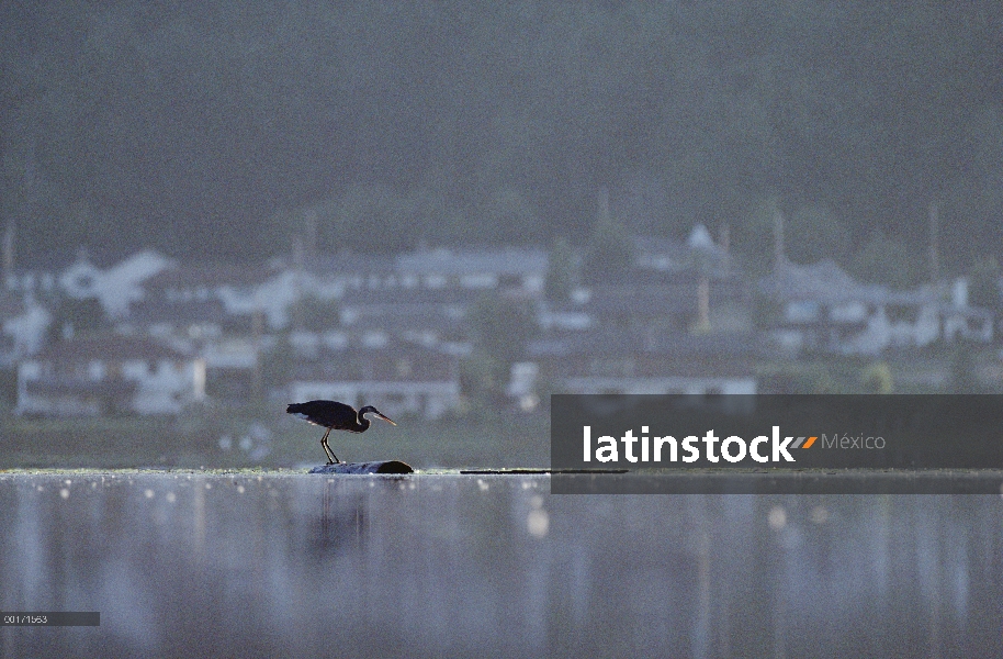 Pesca gran garza azul (Ardea herodias) en un registro con townscape detrás, América del norte