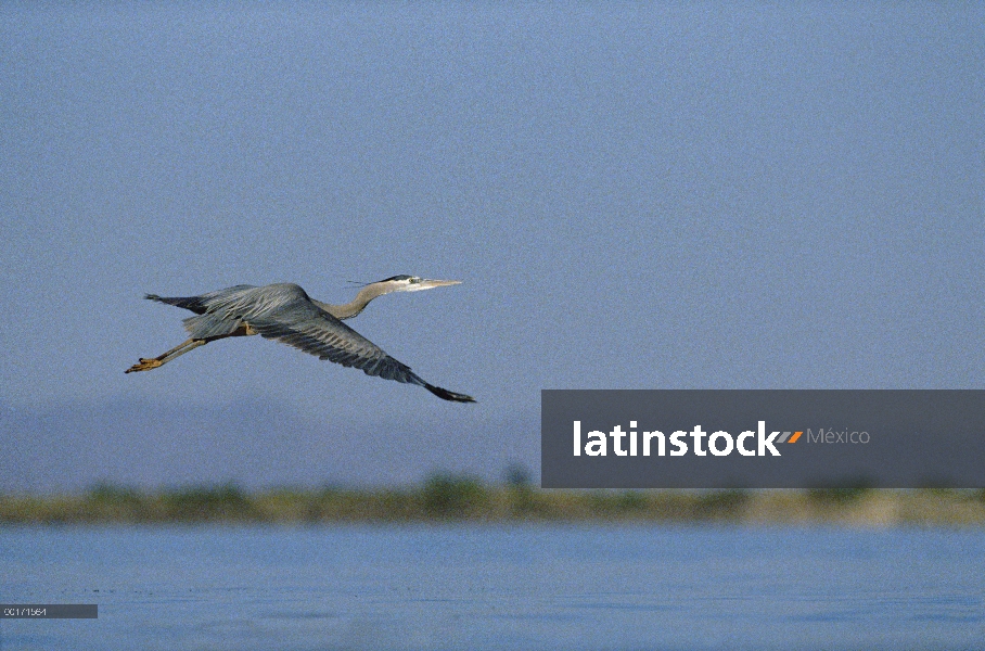 Garza de gran azul (Ardea herodias) volando, América del norte