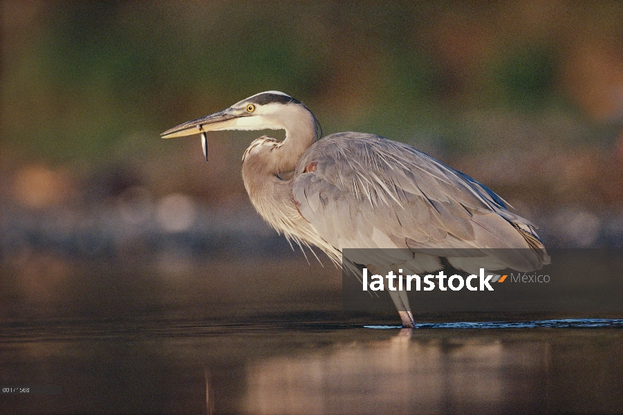 Gran Azul garzas (Ardea herodias) con un pez que ha capturado, América del norte