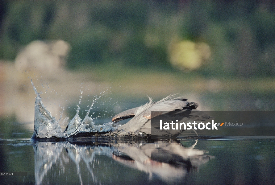 Garza de gran azul (Ardea herodias) pulso a un pez, América del norte