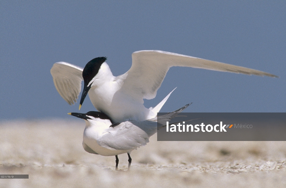 Pareja de Gaviotín de sandwich (Thalasseus sandvicensis) apareamiento, América del norte