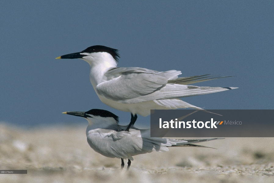 Pareja de Gaviotín de sandwich (Thalasseus sandvicensis), la conquista de América del norte