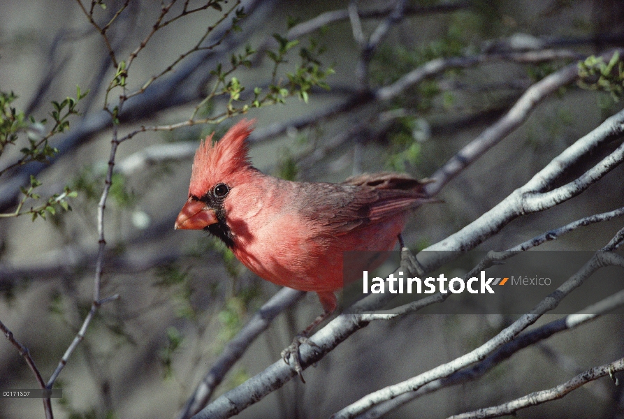 Norte cerca de cardenal (Cardinalis cardinalis), alerta y perchado en la rama, América del norte