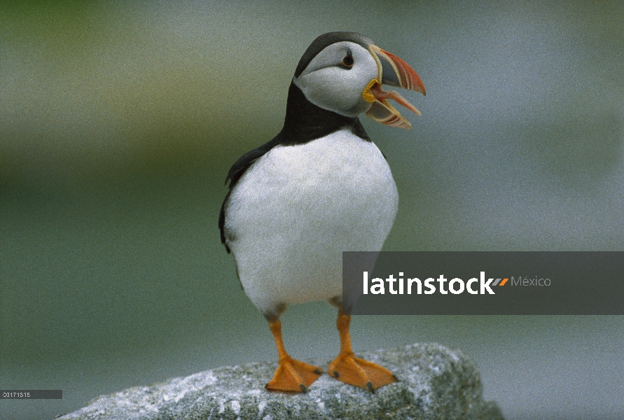 Frailecillo Atlántico (Fratercula arctica) parado en roca vocalizar, con lengua de fuera, Nuevo Brun