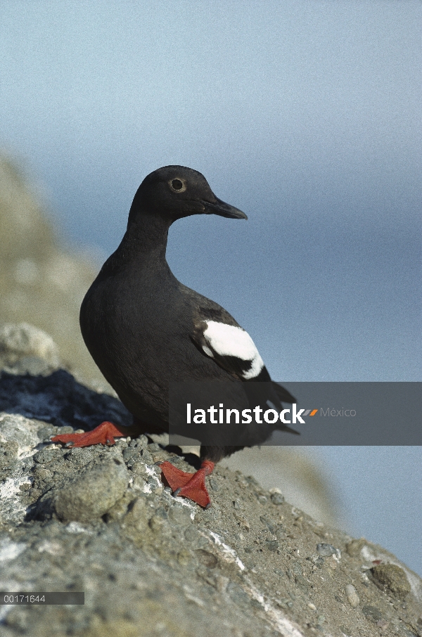 Paloma Guillemot (Cepphus columba) que está parado en la roca costera, América del norte