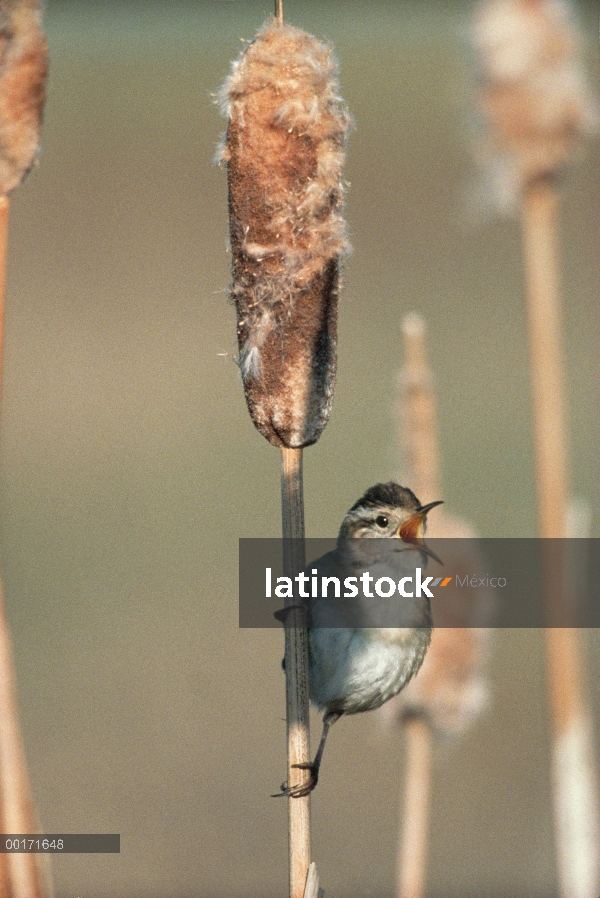 Marsh Wren (Cistothorus palustris) cantando mientras percha en una común totora (Typha latifolia), A