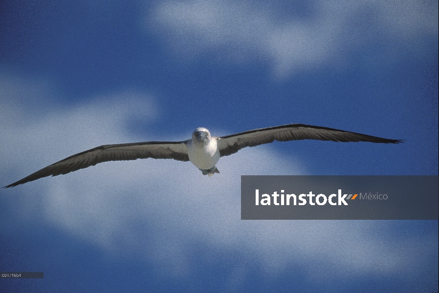 Piquero de patas azules (Sula nebouxii) volando, Isla Isabela, Nayarit, México