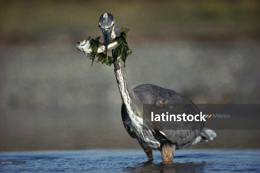 Gran Azul garzas (Ardea herodias) con peces enredados en algas, América del norte