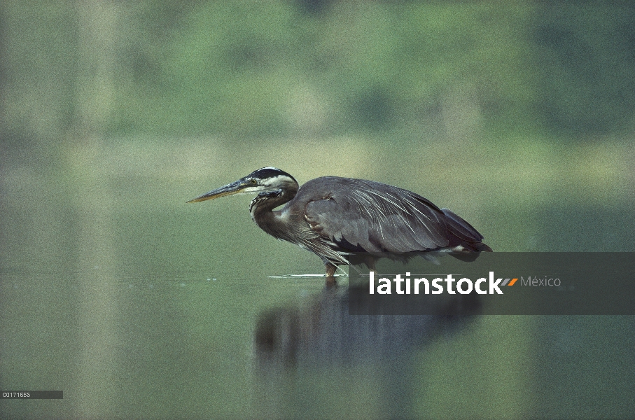 Gran garza azul (Ardea herodias) pesca, Columbia Británica, Canadá