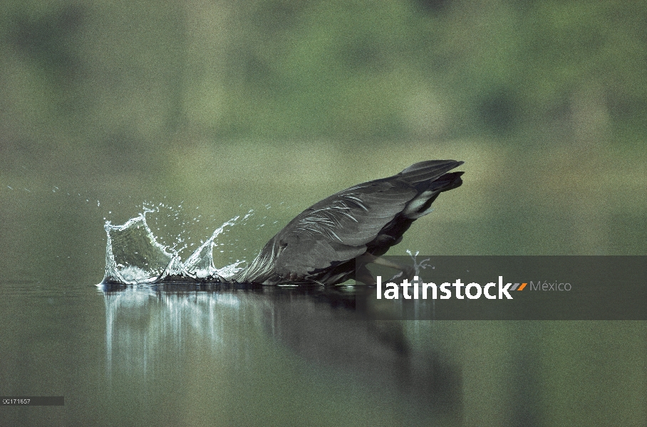 Great Blue Heron (Ardea herodias) llamativa en peces, Columbia Británica, Canadá