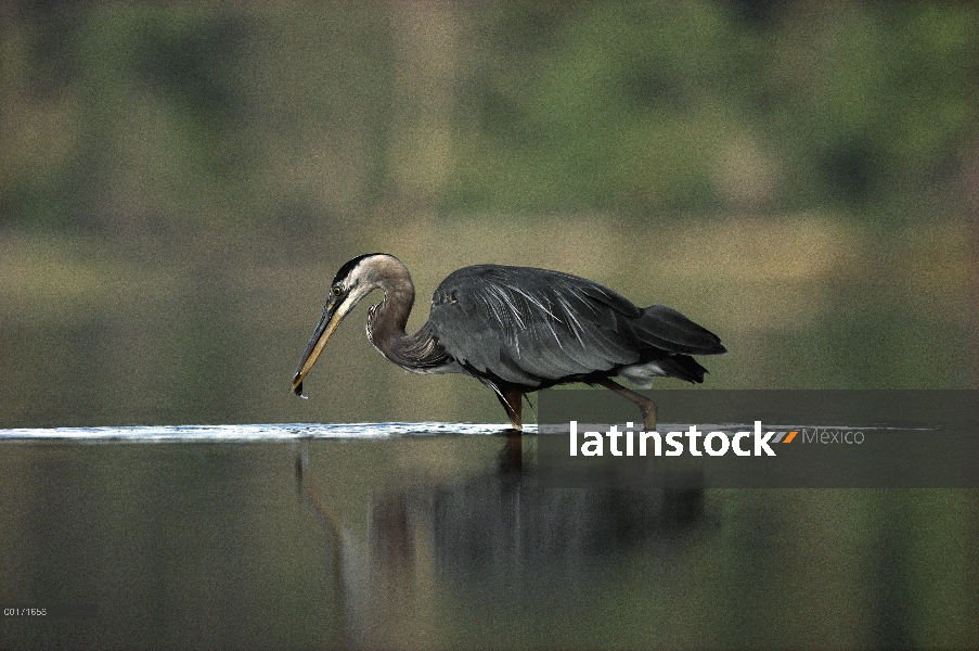 Great Blue Heron (Ardea herodias) con peces capturados, Columbia Británica, Canadá