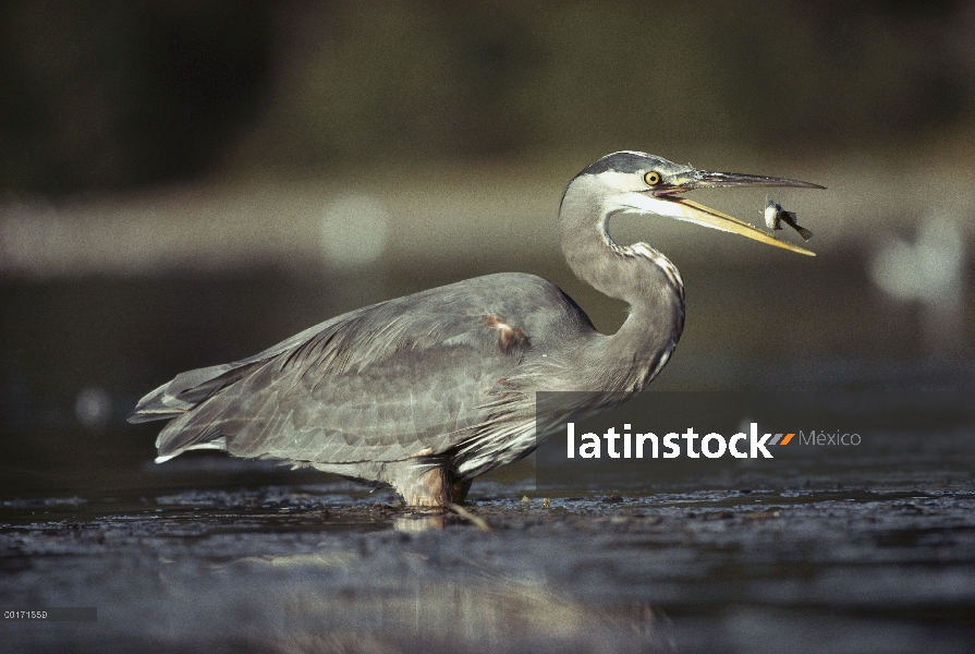 Gran Azul garzas (Ardea herodias) con peces capturados, América del norte