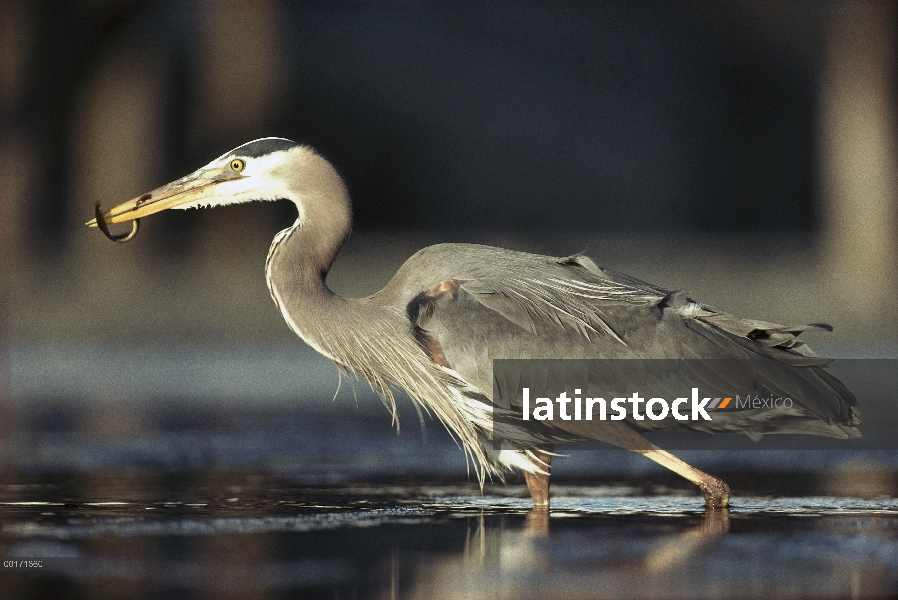 Great Blue Heron (Ardea herodias) con peces capturados, Columbia Británica, Canadá