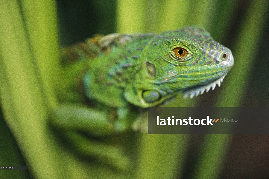 Iguana verde (Iguana iguana) en medio de verdes hojas, Roatan Island, Honduras