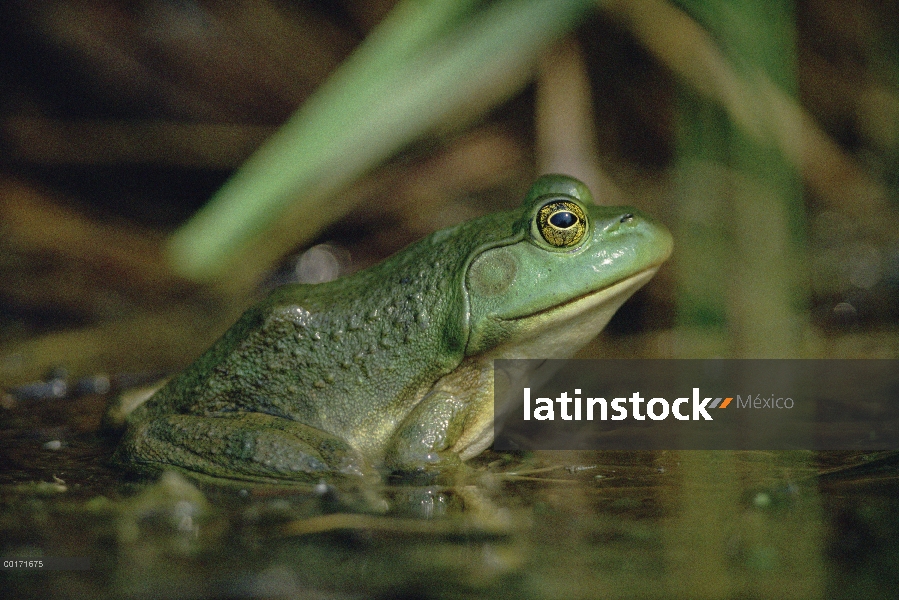 Montevideo rana arbórea (Hyla pulchella), Ontario, Canadá